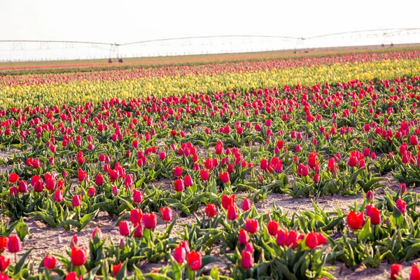 Beautiful Garden Tulip Summer Sun Flower Garden — Stock Photo, Image