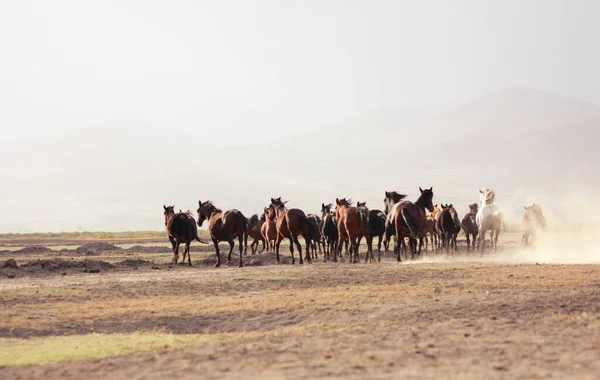 of a plain with beautiful horses in sunny summer day in Turkey. Herd of thoroughbred horses. Horse herd run fast in desert dust against dramatic sunset sky. wild horses