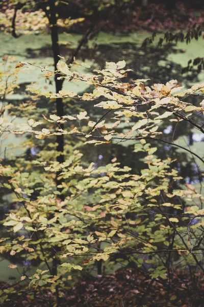 Sjö Och Skogsnatur Utsikt Höst Och Skog Utsikt Camping Utomhus — Stockfoto