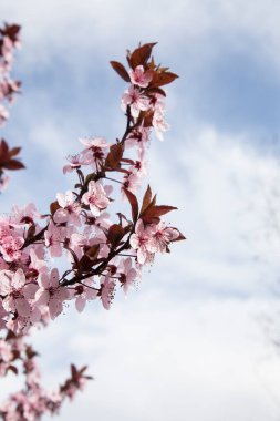 Çiçekli kiraz ağacı dallarının yakınlaşması