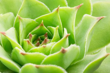 Closeup of green succulent, nature background  