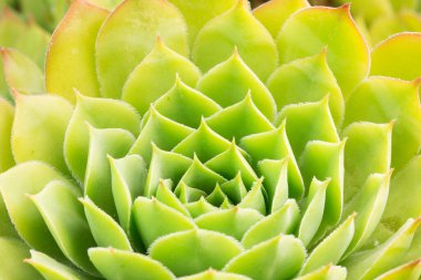 Closeup of green succulent, nature background  