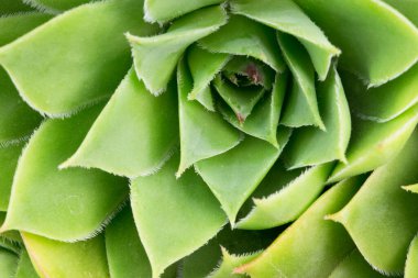Closeup of green succulent, nature background  