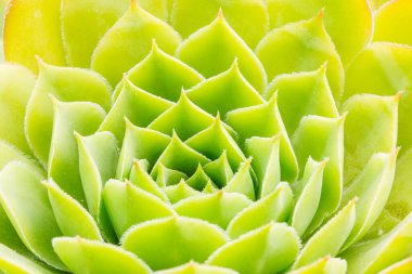 Closeup of green succulent, nature background  