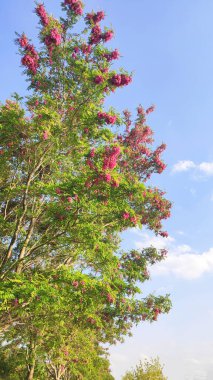 Ağaçlarla ve mavi gökyüzüyle güzel manzara