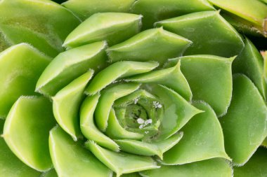 Yeşil yapraklı arka plan makrosu, bahçedeki yeşil bitki rahatlama konseptini kapat