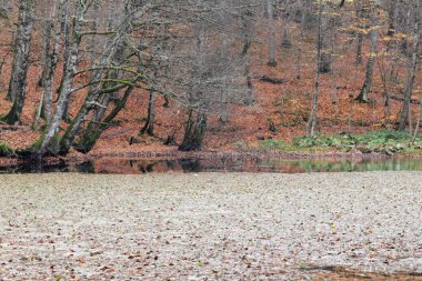 Sonbahar orman manzarası, hindi yedi göl.