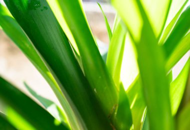 Güneş ışığında yeşil yaprakların kapatılması, doğa arka planı 