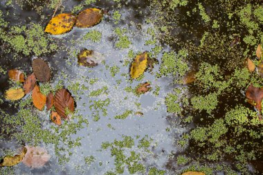 Sonbahar orman manzarası, hindi yedi göl.