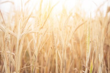 Buğday tarlası sabah güneşi ve sarı güneş ışığı