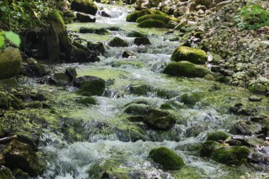 Yaz ormanlarında şelalesi olan güzel bir dağ deresi
