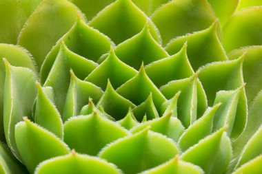 Yeşil yapraklı arka plan makrosu, bahçedeki yeşil bitki rahatlama konseptini kapat