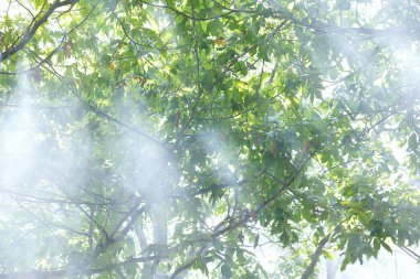 Kara yolu eski yaprak döken ormanı geçiyor. Işık huzmeleri içeri giriyor. Ağaçların arasından geçen güneş ışığı