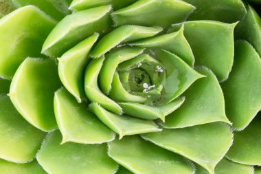 Yeşil yapraklı arka plan makrosu, bahçedeki yeşil bitki rahatlama konseptini kapat