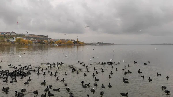 Lago Cormoranes Patos Gaviotas — Foto de Stock