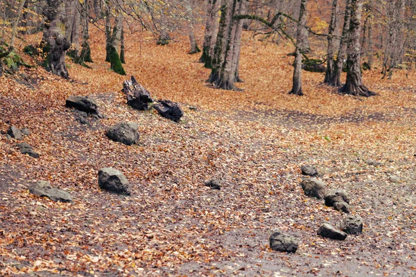가을의 소나무 숲으로 경치와 터키의 — 스톡 사진