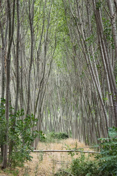 Camino Bosque Pinos Día Soleado Otoño Sendero Bosque Verde Mixto — Foto de Stock