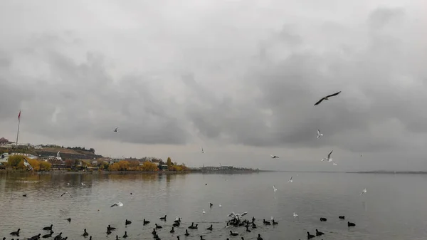 Lago Corvos Marinhos Patos Gaivotas — Fotografia de Stock