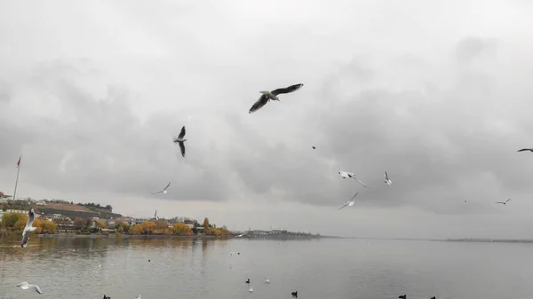 Lago Cormoranes Patos Gaviotas — Foto de Stock