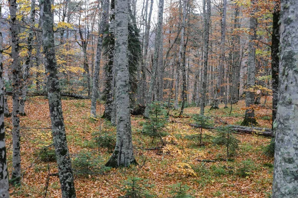 Straße Zum Kiefernwald Einem Sonnigen Herbsttag Herbst Blick Und Wald — Stockfoto