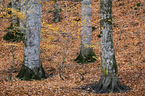 Straße Zum Kiefernwald Einem Sonnigen Herbsttag Herbst Blick Und Wald — Stockfoto