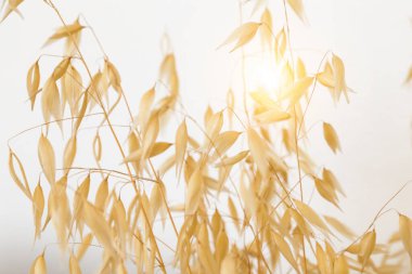 Buğday tarlası sabah güneşi ve sarı güneş ışığı