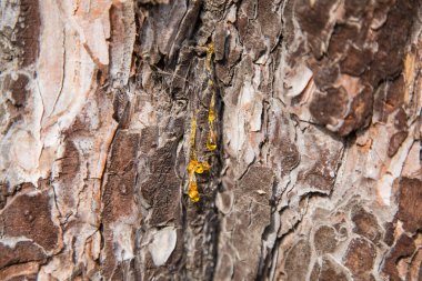 Ağaç kabuğu yakın plan. Ağaç kabuğu dokusu