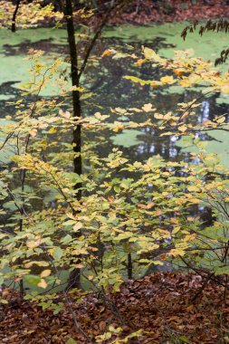 Sonbahar orman manzarası, hindi yedi göl.