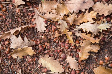 Sonbahar ormanlarında meşe palamudu ve kuru yaprakların en üst görüntüsü 