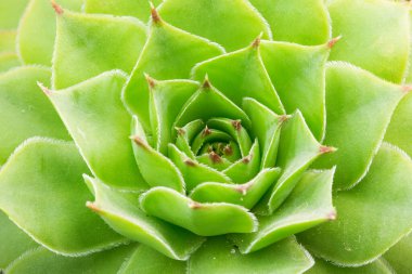 Closeup of green succulent, nature background  