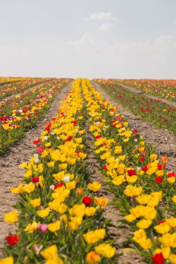 Tarladaki güzel çiçekler