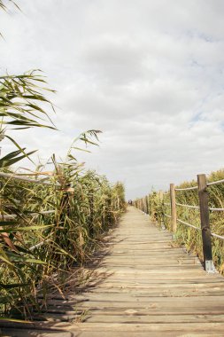 Sazlıklar, gökyüzü, bulutlar ve güneş ışığıyla çevrili ahşap köprü. Doğa arkaplanı