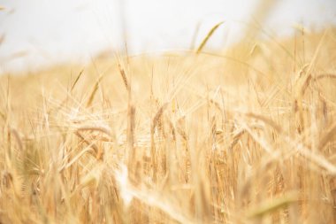 Buğday tarlası sabah güneşi ve sarı güneş ışığı