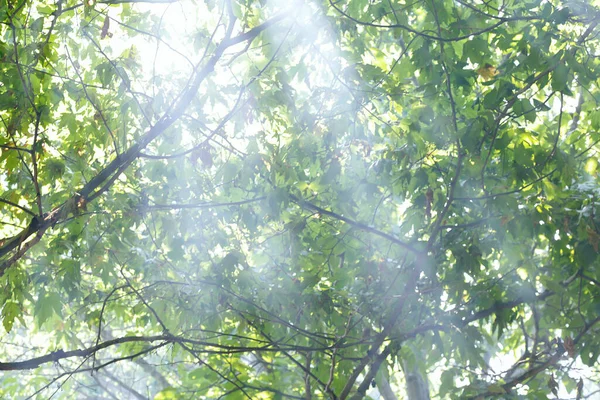 Kara yolu eski yaprak döken ormanı geçiyor. Işık huzmeleri içeri giriyor. Ağaçların arasından geçen güneş ışığı