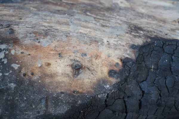 Primer Plano Del Tronco Madera Quemada Textura Natural — Foto de Stock