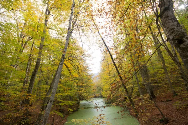 가을의 칠면조 — 스톡 사진