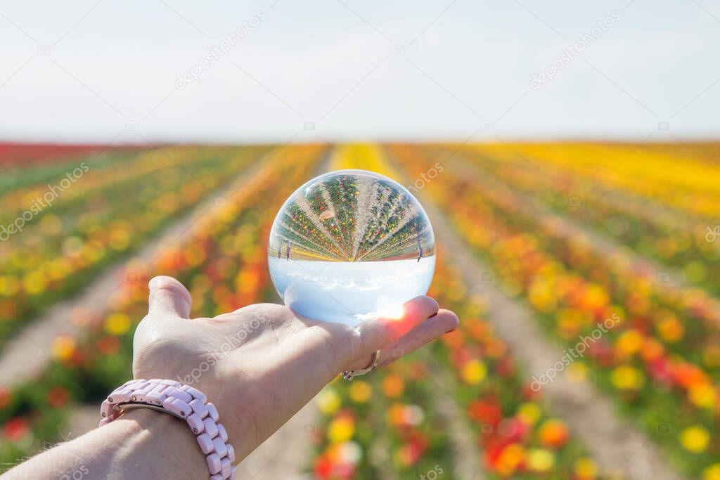 Young woman hand holding a crystal ball in a field of flower garden. Morning sun light woman and crystal ball