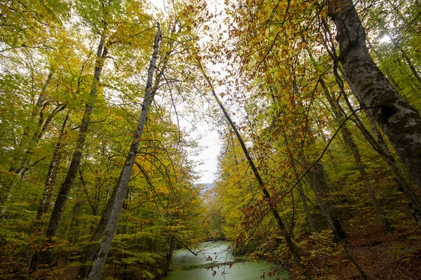 가을의 칠면조 — 스톡 사진