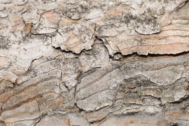 Ağaç kabuğu yakın plan. Beyaz üzerine ağaç dokusu