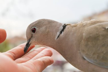 Güvercinlerin insan elinden yemesine yakın çekim 