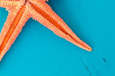 Tatil konsepti için mavi ahşap arka planda turuncu yıldızlı balıklardan oluşan yaz tahtası