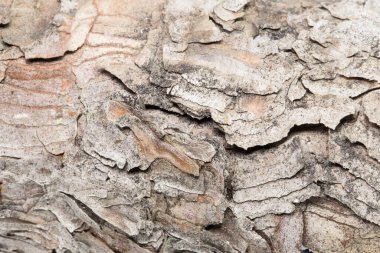 Ağaç kabuğu yakın plan. Beyaz üzerine ağaç dokusu