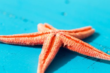 Tatil konsepti için mavi ahşap arka planda turuncu yıldızlı balıklardan oluşan yaz tahtası