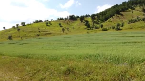 Hilly Powierzchnia Płaskowyżu Górskiego Pokryte Trawą Lasem — Wideo stockowe