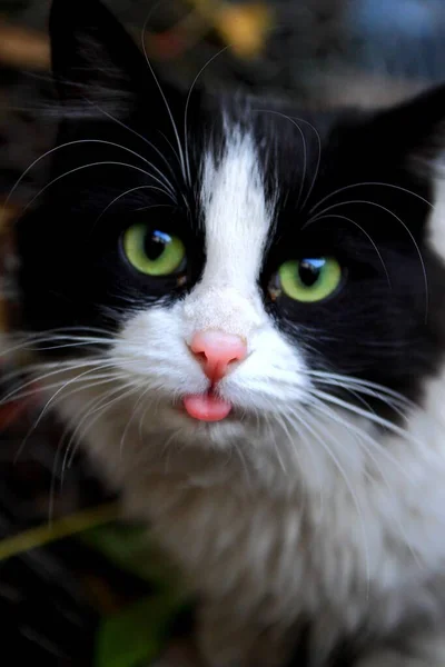 Hermoso Retrato Gato Cerca — Foto de Stock