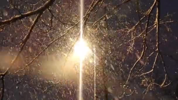 Neve Caduta Sfondo Nero Neve Lampione — Video Stock