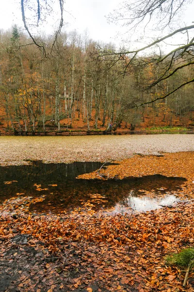 Sjö Och Skogsnatur Utsikt Höst Och Skog Utsikt Camping Utomhus — Stockfoto