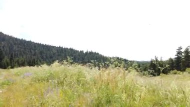 Sabah güneş ışığıyla tarlalar. 