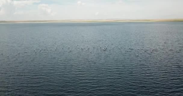 Volare Sopra Flamingos Vista Aerea Veduta Aerea Dei Fenicotteri Konya — Video Stock