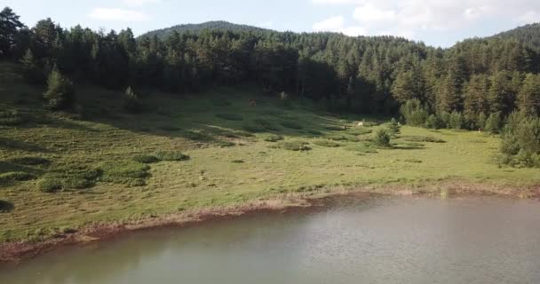 Hilly Yta Bergsplatå Täckt Med Gräs Och Skog Drönare Utsikt — Stockvideo